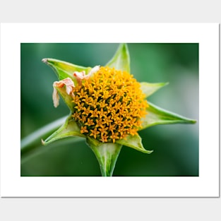 Mexican-Sunflower Photograph Posters and Art